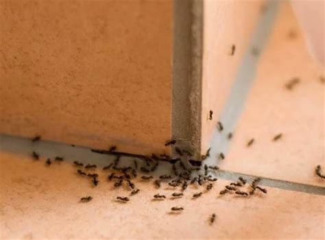 家裡很多小螞蟻